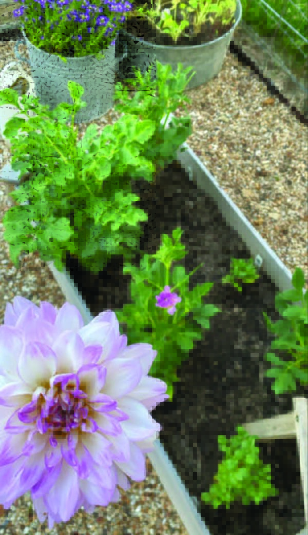 Growing DAHLIAS in Louisiana SB Magazine