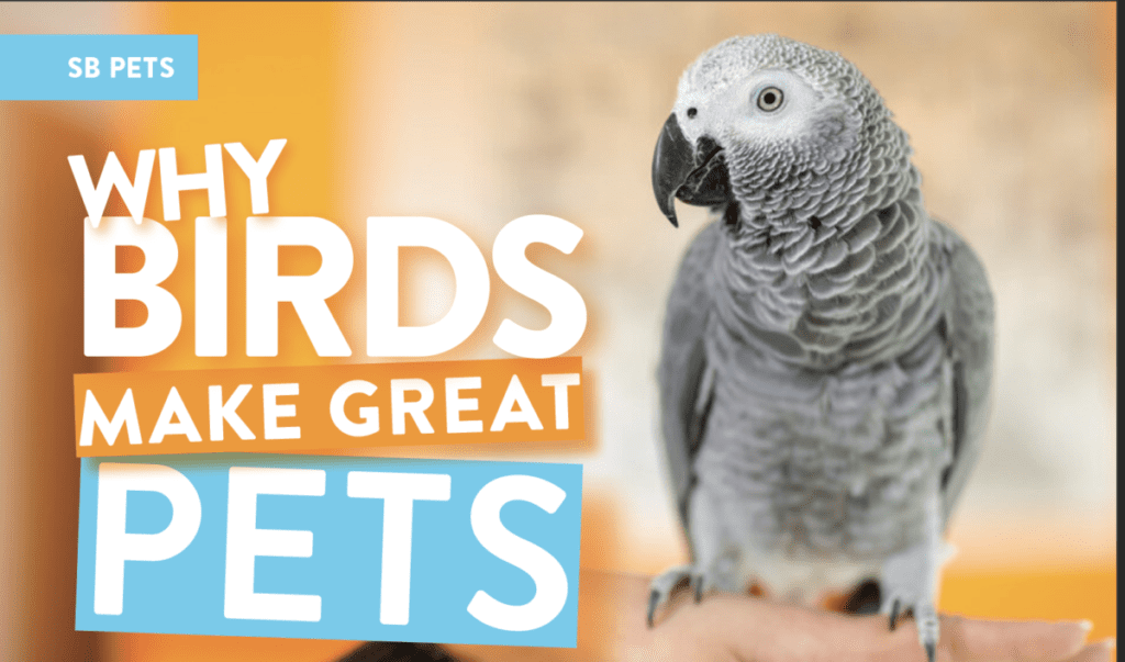 SB PETS - Why Birds Make GREAT Pets - SB Magazine