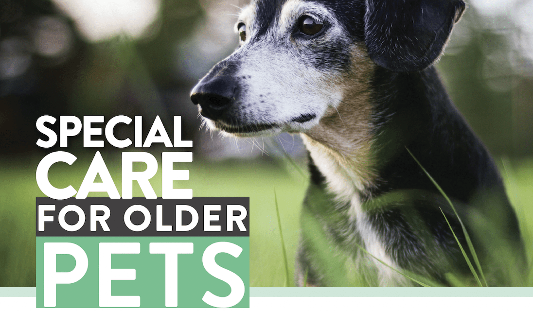 SB Pets – Special care for older pets.