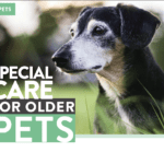 SB Pets – Special care for older pets.