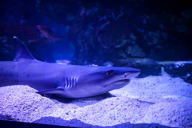 What To See in the SBC: Shreveport Aquarium