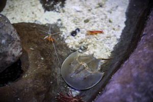 aquarium downtown shreveport