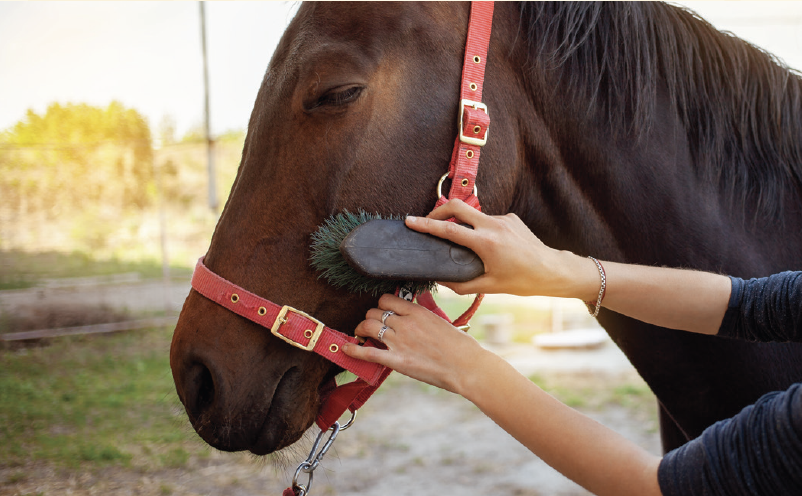 HORSE OWNERSHIP SHREVEPORT LA