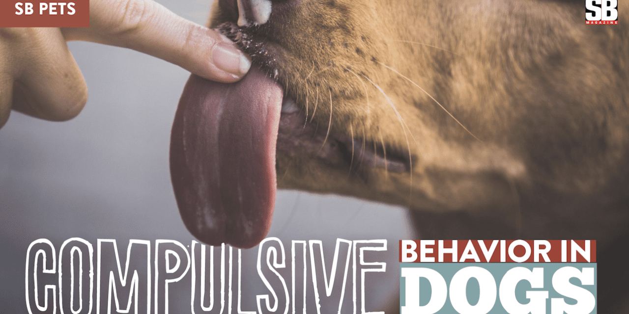 SB PETS – Compulsive behavior in dogs