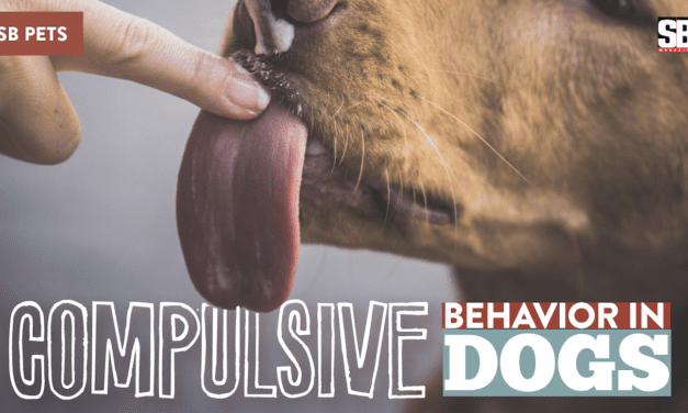 SB PETS – Compulsive behavior in dogs