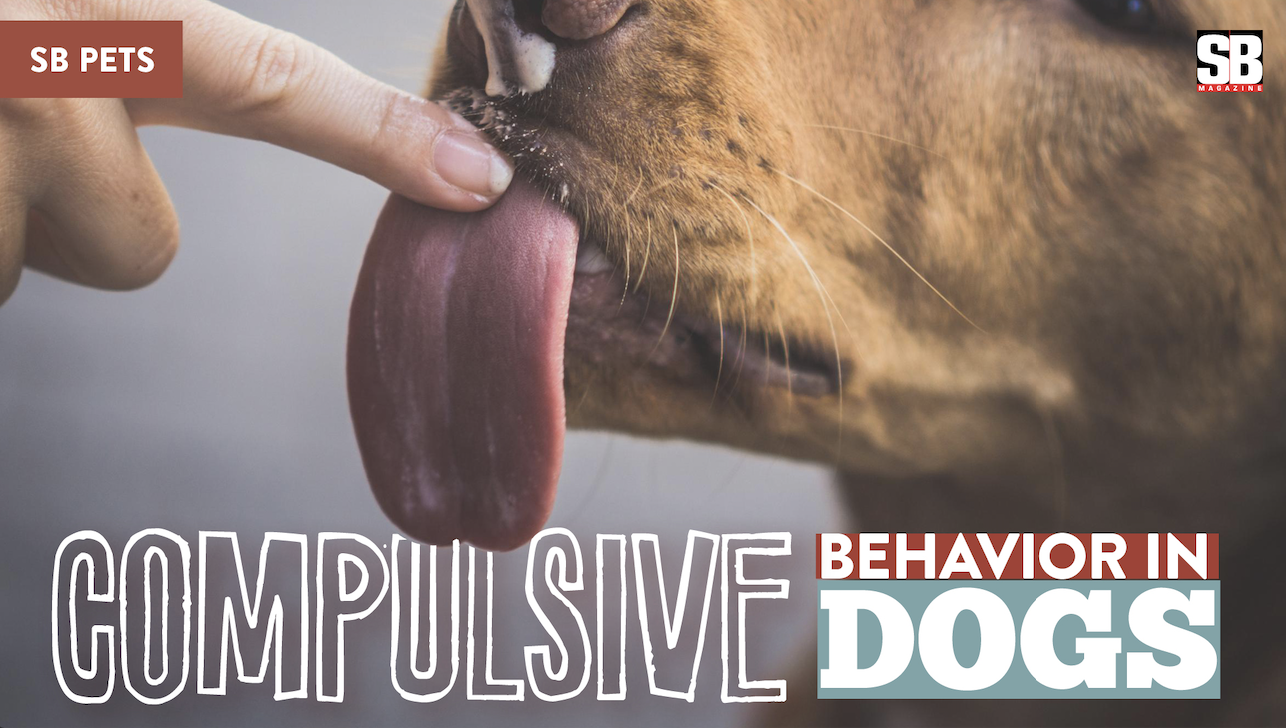 SB PETS - Compulsive behavior in dogs - SB Magazine