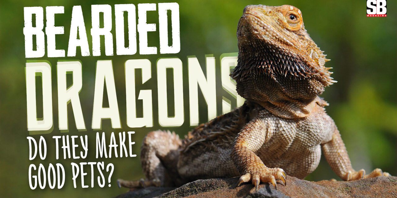 Are Bearded Dragons Good Pets? - SB Magazine