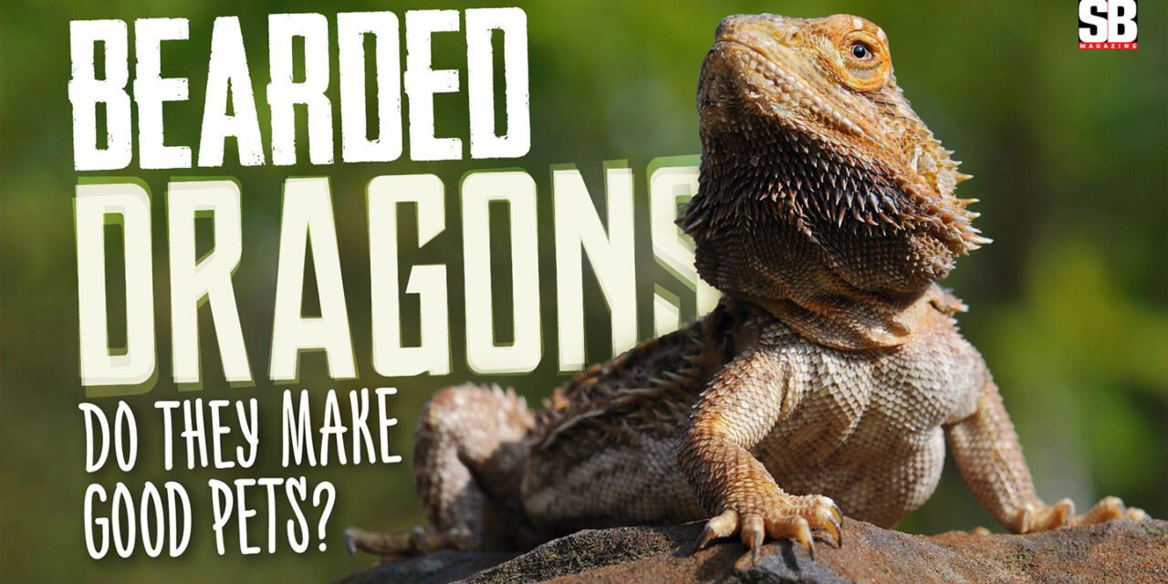 Are Bearded Dragons Good Pets?