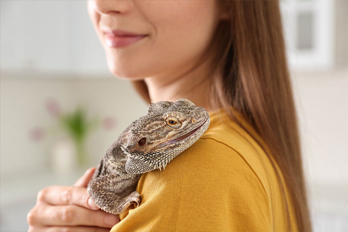 Bearded dragon as a store pet for a kid