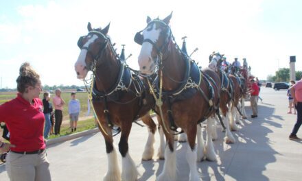 Budweiser Clydesdale Horses