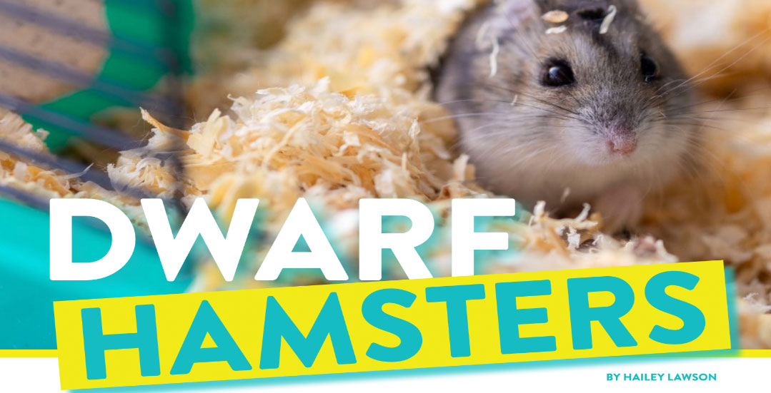 Campbell's Dwarf Hamster » Pet Profile: Cage, Food, Lifespan