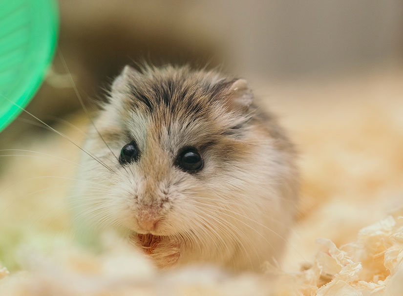 How to Care for a Pet Dwarf Hamster