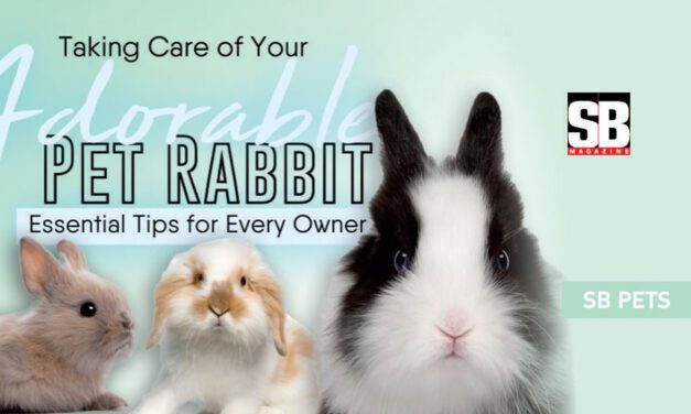 SB PETS: Taking Care of Your Adorable Pet Rabbit