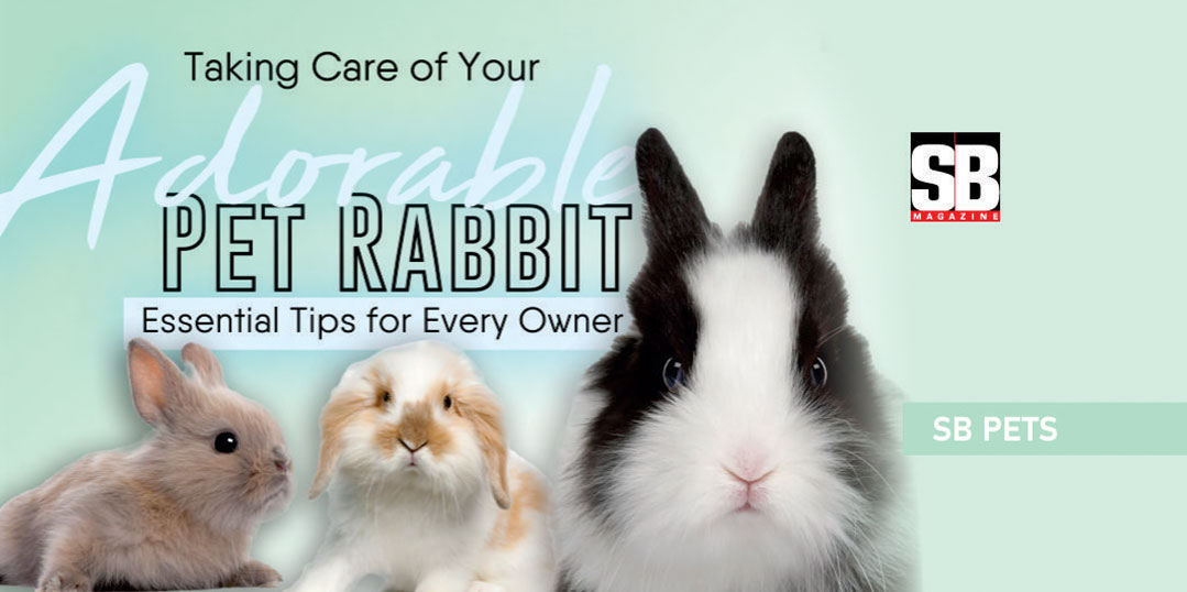 SB PETS: Taking Care of Your Adorable Pet Rabbit