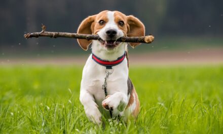 Local Adventures Your Dog Will Love