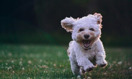Introducing a Puppy into Your Home.