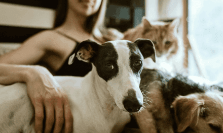 Important Services Every Dog and Cat Owner Should Have
