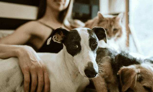 Important Services Every Dog and Cat Owner Should Have