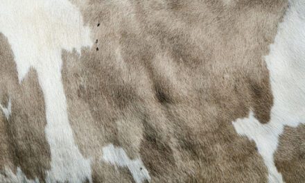 Cowhides: The Ultimate Statement Pieces for Fashion, Home, and Beyond