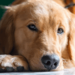 How a Dog Could Help Improve your Mental Health