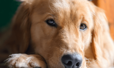How a Dog Could Help Improve your Mental Health