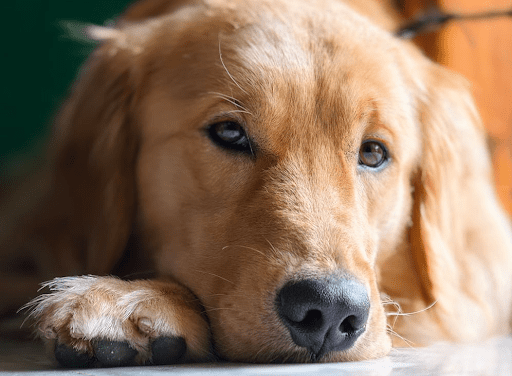 How a Dog Could Help Improve your Mental Health