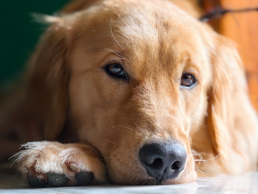 How a Dog Could Help Improve your Mental Health