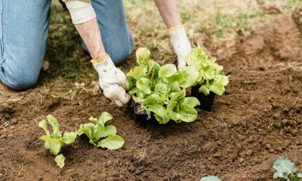 Reasons Your Vegetable Garden Underperforms Every Year