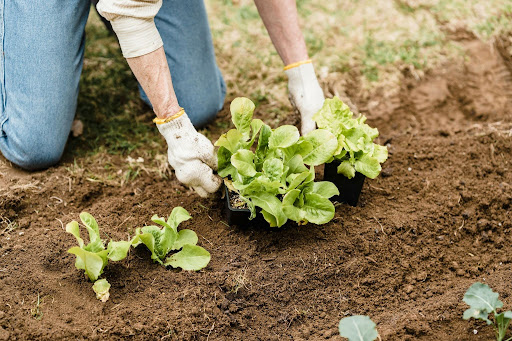 Reasons Your Vegetable Garden Underperforms Every Year