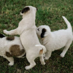 Socializing Your Puppy: What To Remember About Helping Your Dog Build Confidence