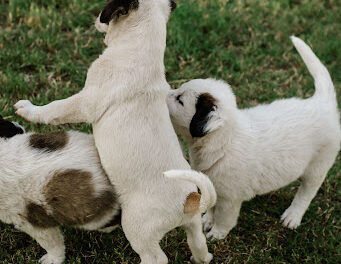 Socializing Your Puppy: What To Remember About Helping Your Dog Build Confidence