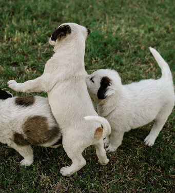 Socializing Your Puppy: What To Remember About Helping Your Dog Build Confidence