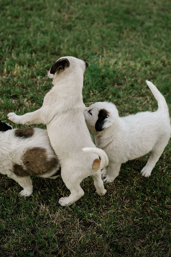 Socializing Your Puppy: What To Remember About Helping Your Dog Build Confidence