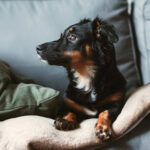How to Keep Your Home Smelling Fresh and Keep Odors at Bay as a Pet Owner