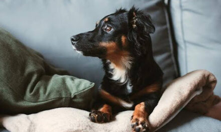 How to Keep Your Home Smelling Fresh and Keep Odors at Bay as a Pet Owner