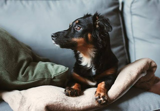 How to Keep Your Home Smelling Fresh and Keep Odors at Bay as a Pet Owner