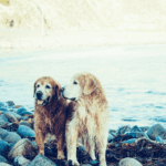 Ways to Be a Better Dog Owner
