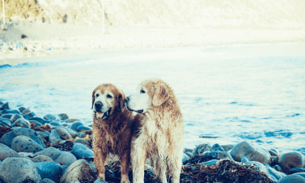 Ways to Be a Better Dog Owner