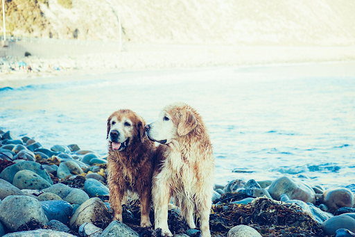Ways to Be a Better Dog Owner